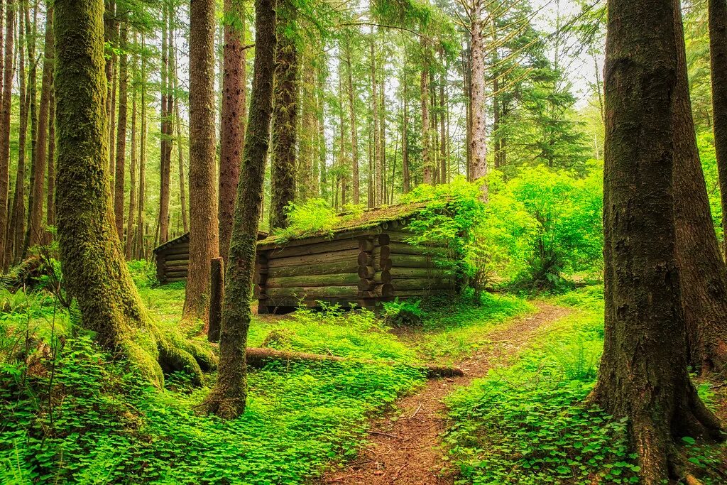 Красота леса фото Hiker's Huts A cluster of hiker huts were constructed by t. Flickr