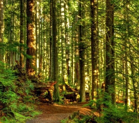 Красота леса фото Пин от пользователя Елена Кретова на доске Сказочный лес Лес