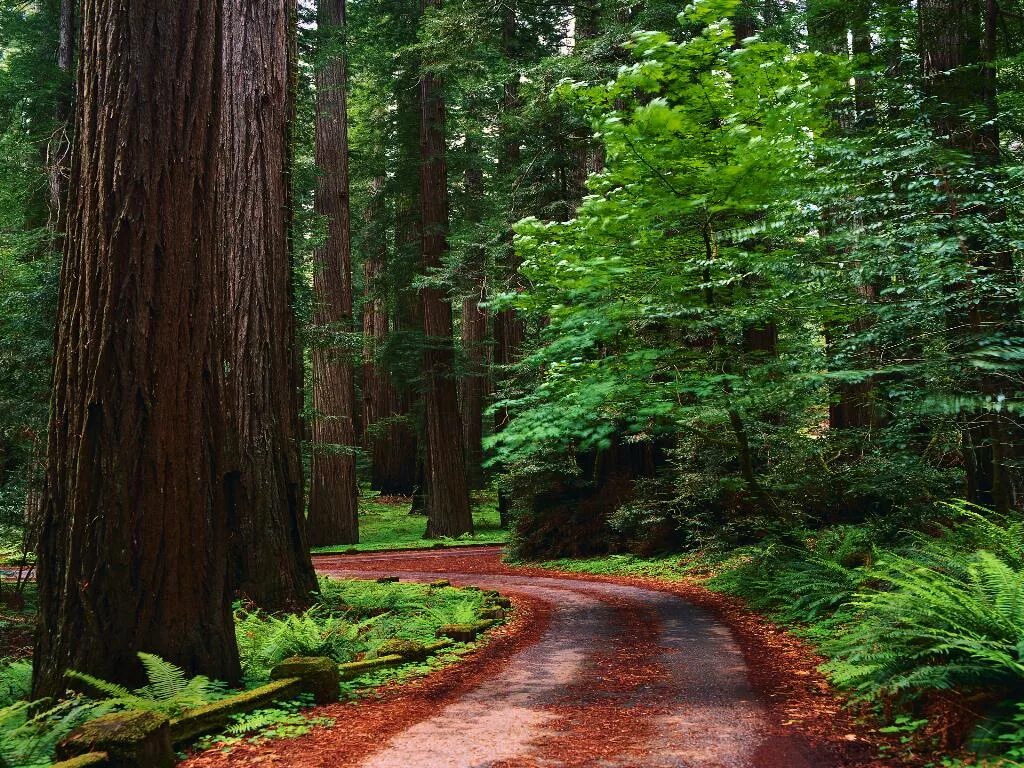 Красота леса фото обои для рабочего стола, картинки, фото