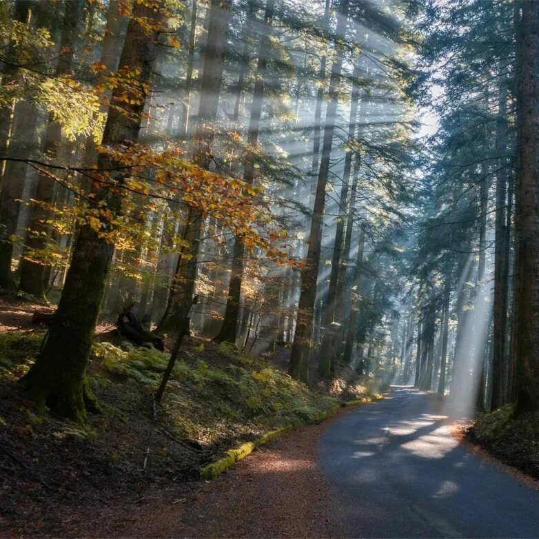 Красота леса фото Самые красивые леса планеты на волшебных снимках Мануэло Бечекко Планеты, Леса, 