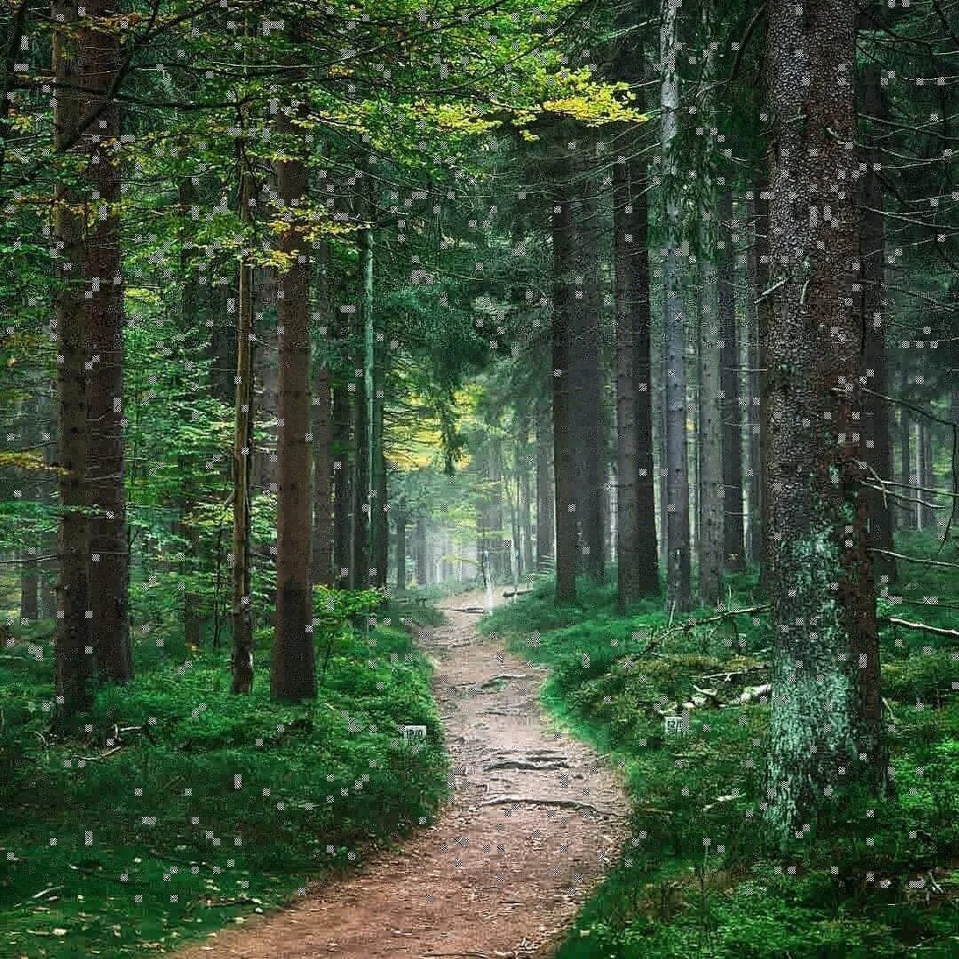 Красота леса фото Картинки EUROPEAN FOREST