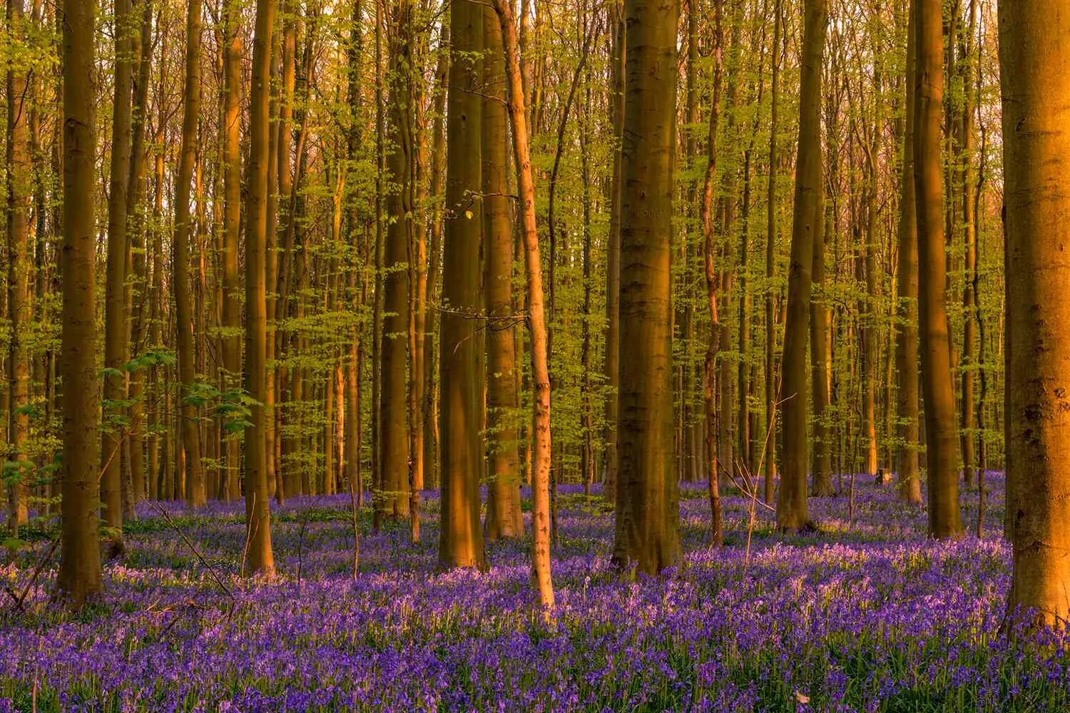 Красота леса фото 12 Most Beautiful Forests Around the World