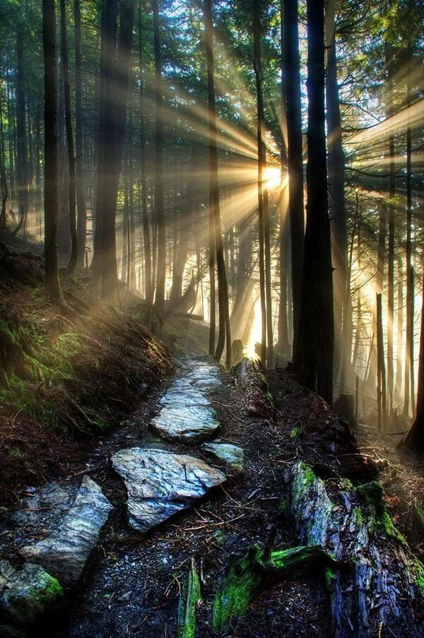 Красота леса фото Fascinating Photographs of Forest Paths to another world (8) Nature photography,