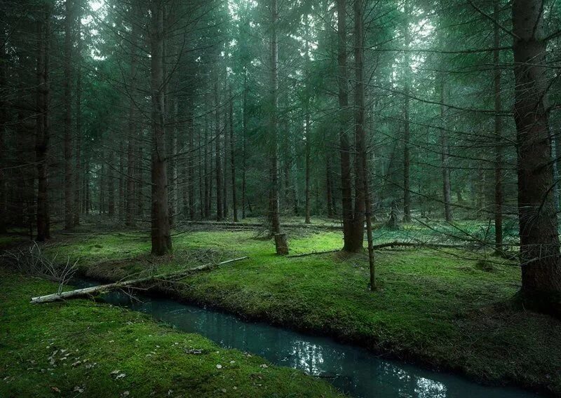 Красота леса фото А давно ли вы гуляли в лесу?