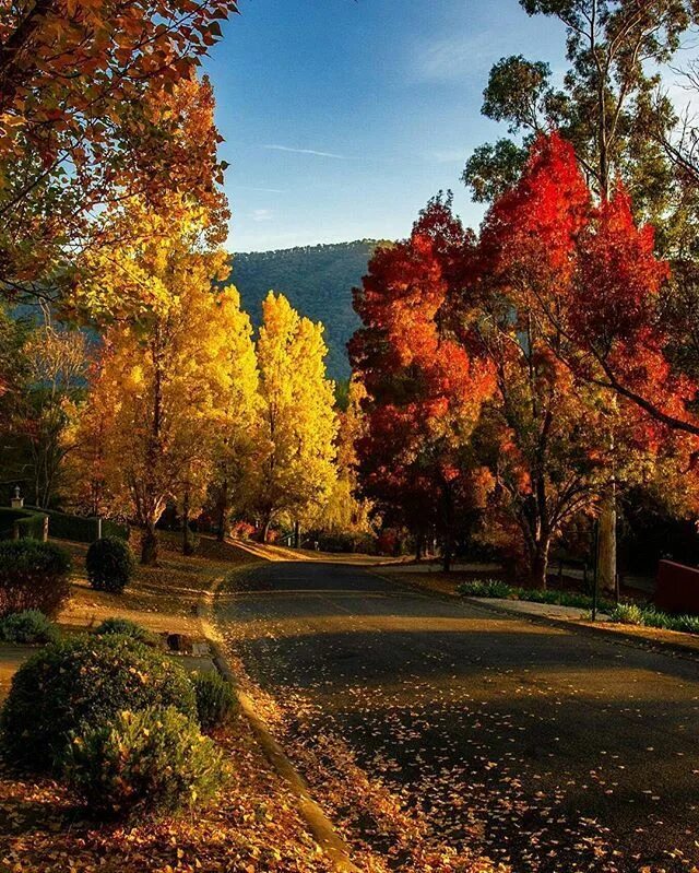Красота осени фото Instagram photo by Australia Shotz * Apr 25, 2016 at 8:25pm UTC Autumn scenery, 