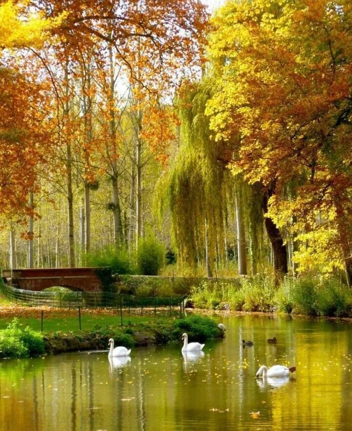 Красота осени фото Pin by pelyna nis on Autumn - Magical - Colors -- Beautiful landscapes, Autumn s