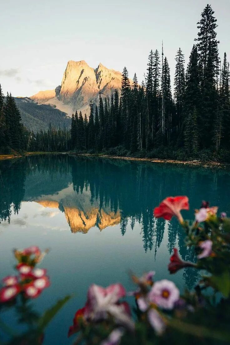 Красота природы фото Pin by Ron & Enid Willoughby on -------ALBERTA----- Emerald lake, Beautiful imag