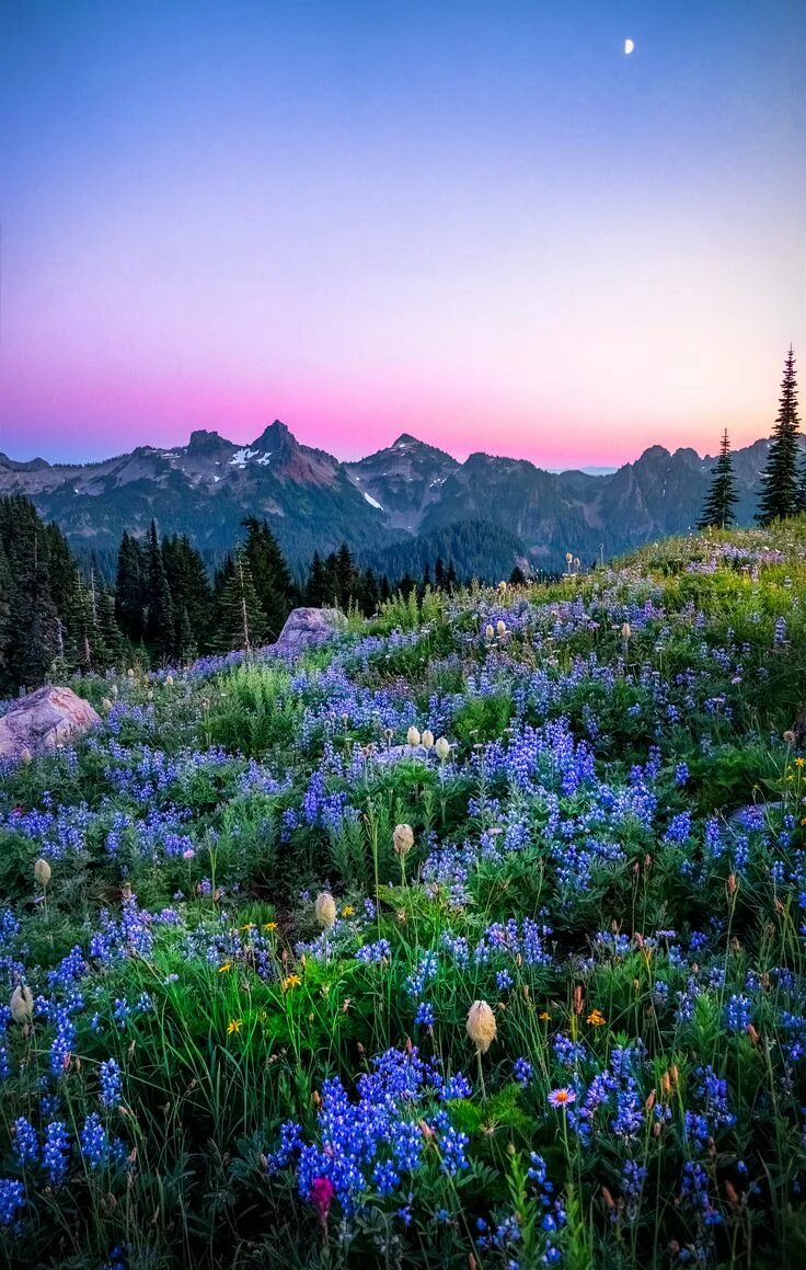 Красота природы фото Spent sunset up at Mt Rainier- it is by far one of the most enchanting places I'