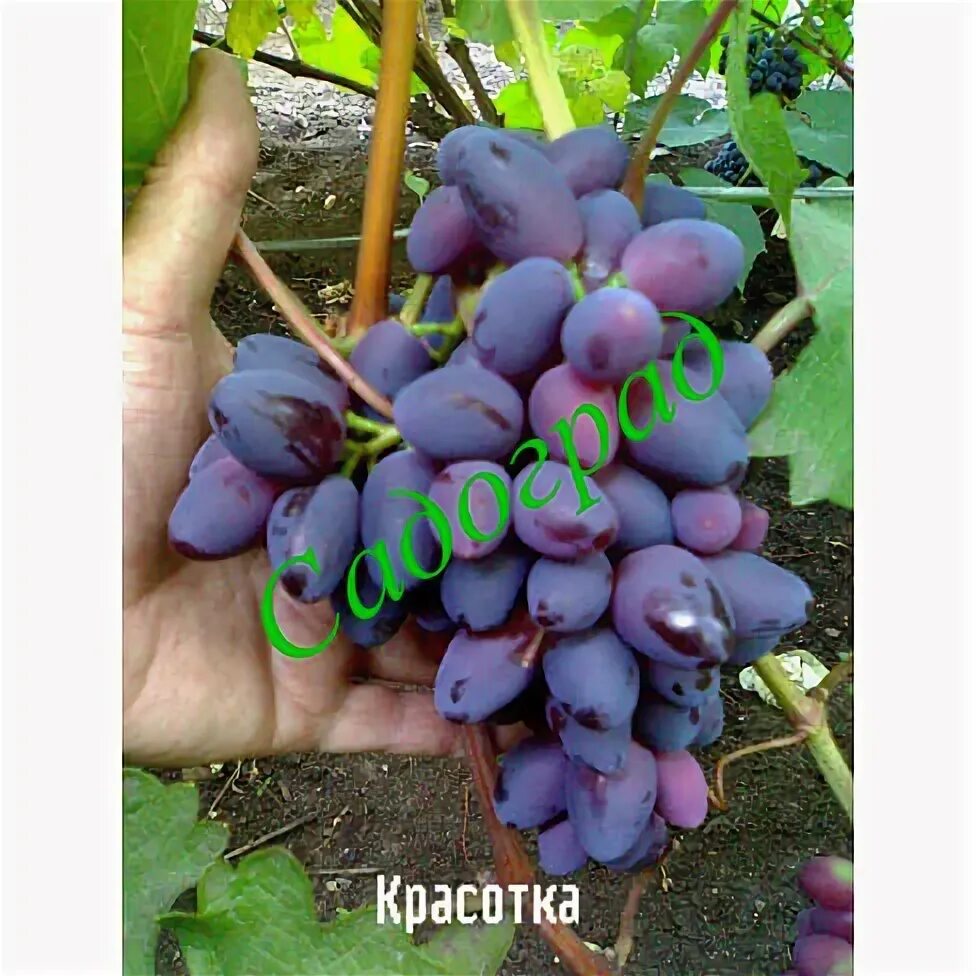 Красотка виноград фото Купить Саженцы винограда "Красотка" Садоград 1-летний саженец - интернет-магазин