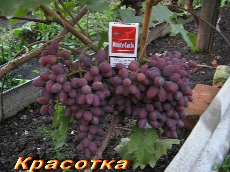 Красотка виноград фото Виноград красотка описание сорта Фитостудия-63.ру