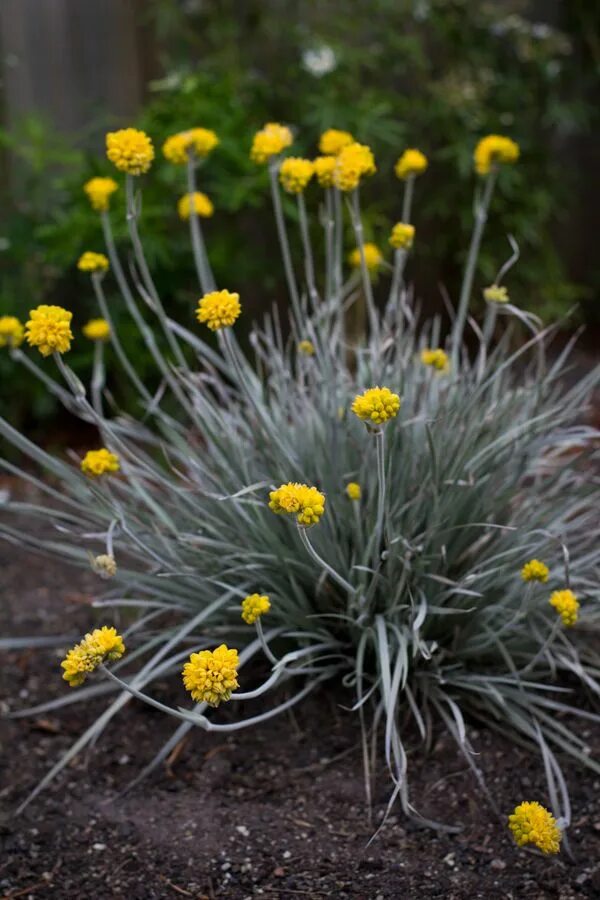 Краспедия фото на клумбе Conostylis 'Silver Sunrise' Australian garden design, Native garden, Australian 