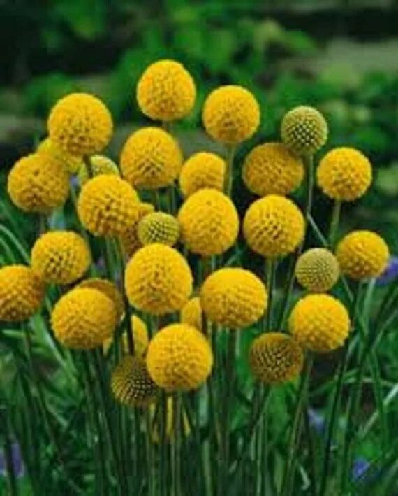 Краспедия фото на клумбе Drumstick Flower Seeds 20 Count - Etsy in 2022 Australian native garden, Native 