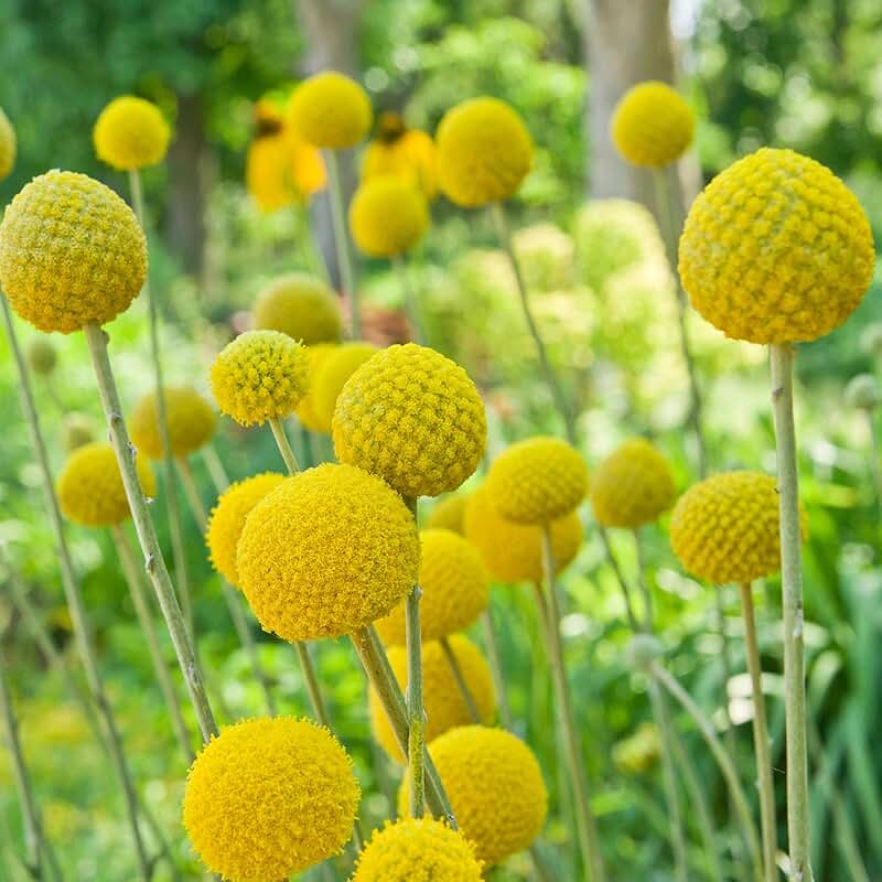 Краспедия фото на клумбе Amazon.com: Billy Buttons