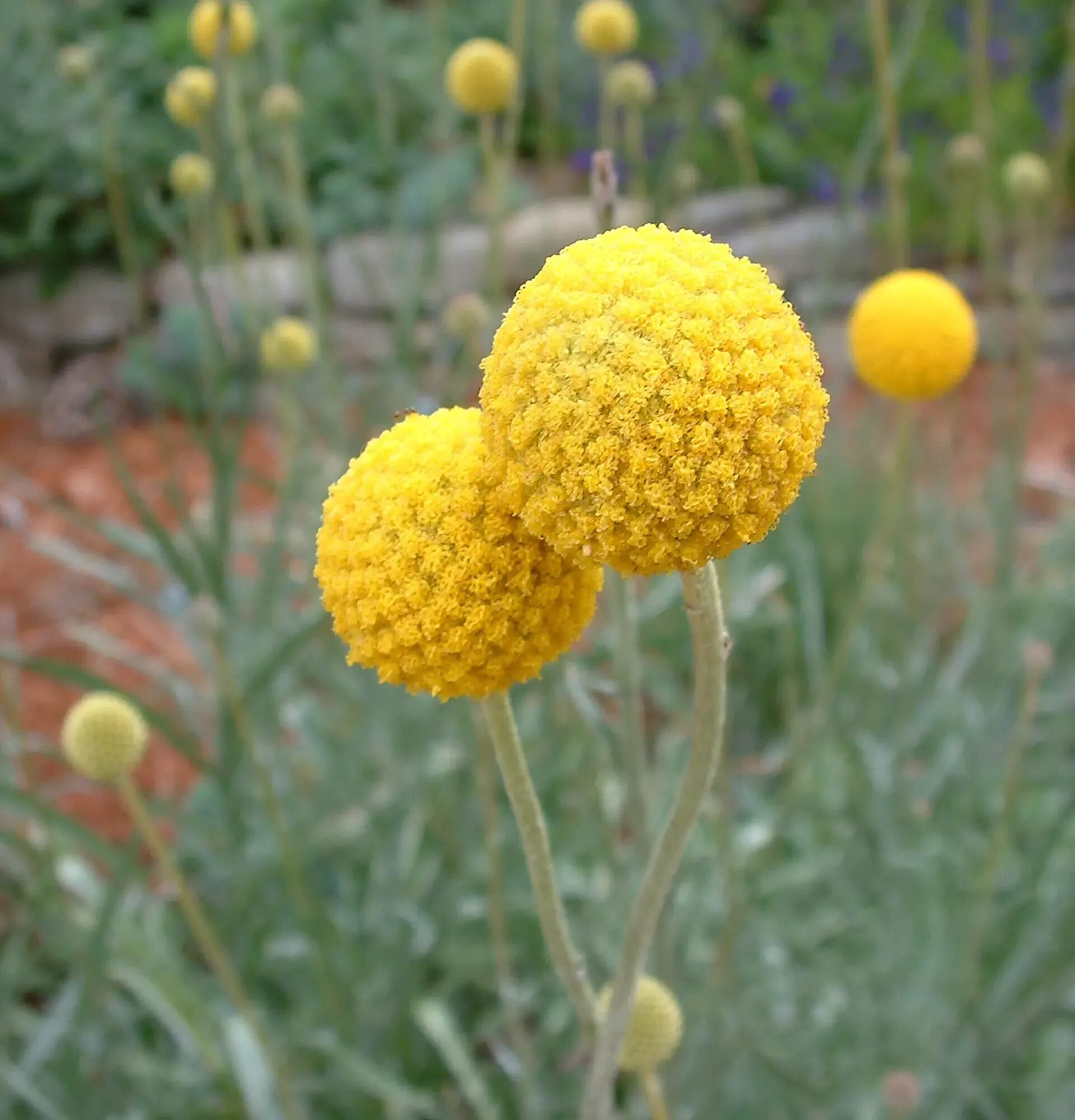 Краспедия фото на клумбе Craspedia is a garden plant. Care and cultivation Faterra