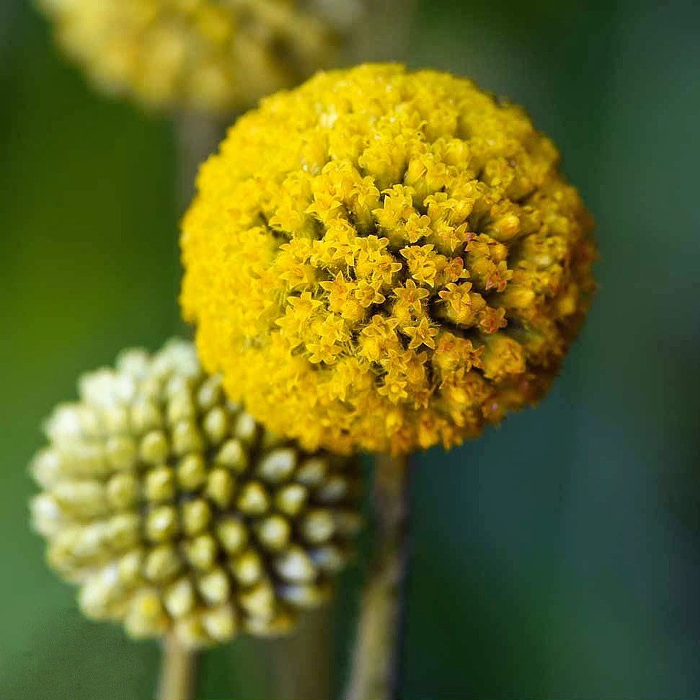 Краспедия фото на клумбе Billy Buttons craspedia Billy buttons, Annual flowers, Craspedia