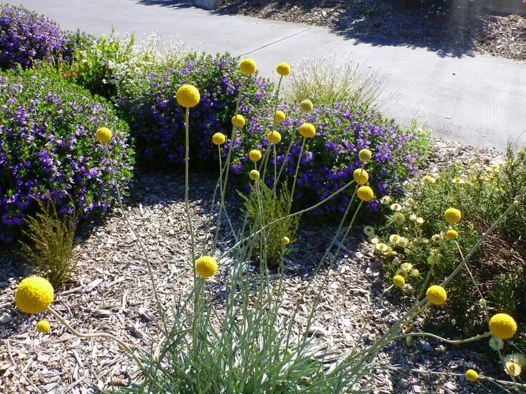 Краспедия фото на клумбе Craspedia globosa Billy Buttons Australian native garden, Native garden, Austral