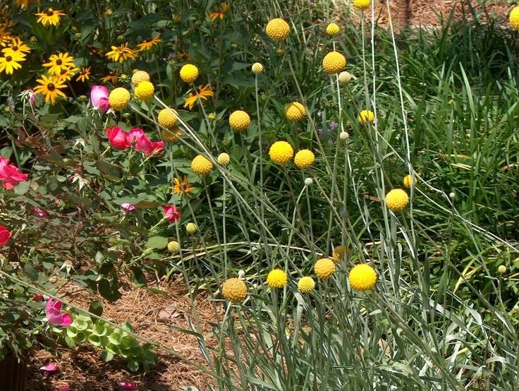 Краспедия фото на клумбе Craspédia é um tipo de margarida conhecida como botões de billy ou woolly heads,