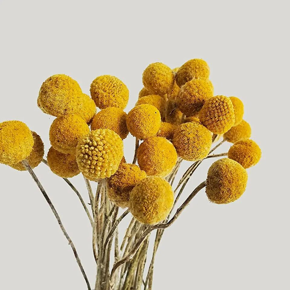 Краспедия фото на клумбе Amazon.com: Floral Picks - Yellow / Floral Picks / Floral Arranging Supplies: Ar