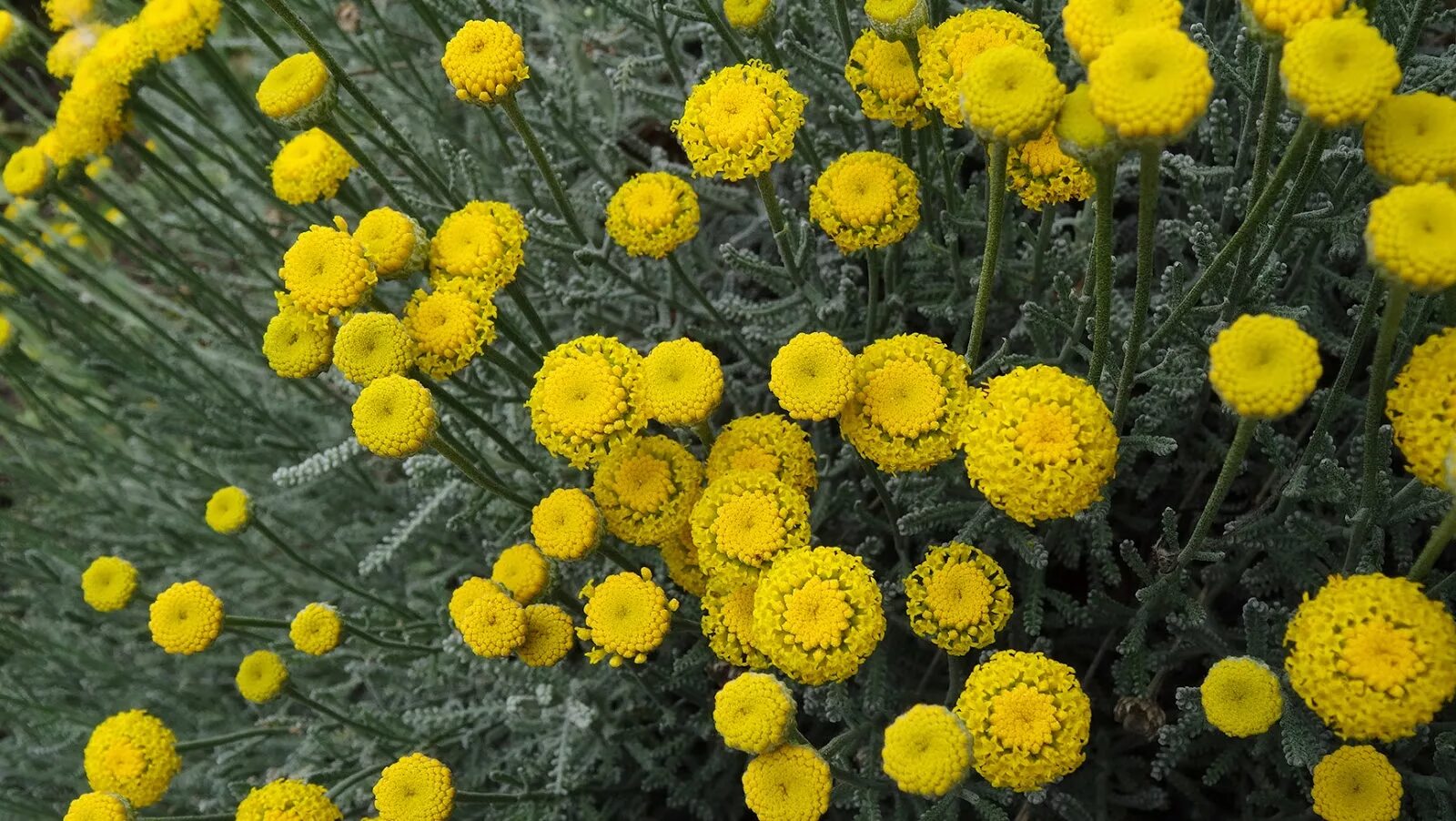 Краспедия фото на клумбе NixPixMix: BILLY BUTTONS