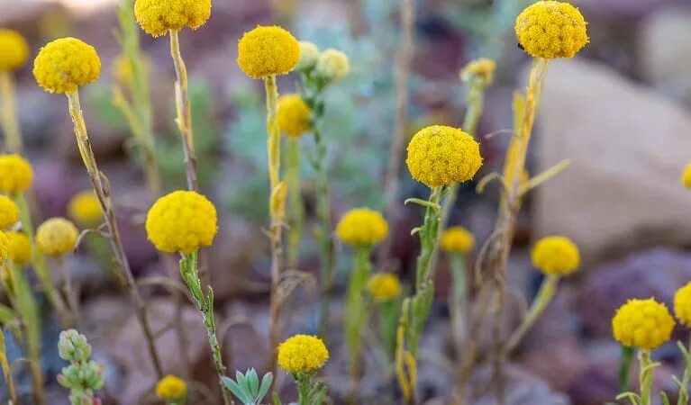 Краспедия фото на клумбе Billy buttons Australian native plants NSW National Parks