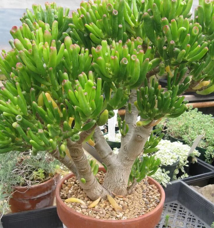Крассула фото комнатный CRASSULA OVATA GOLLUM - Kazimingi Nursery Jade plants, Plants, Succulent gardeni