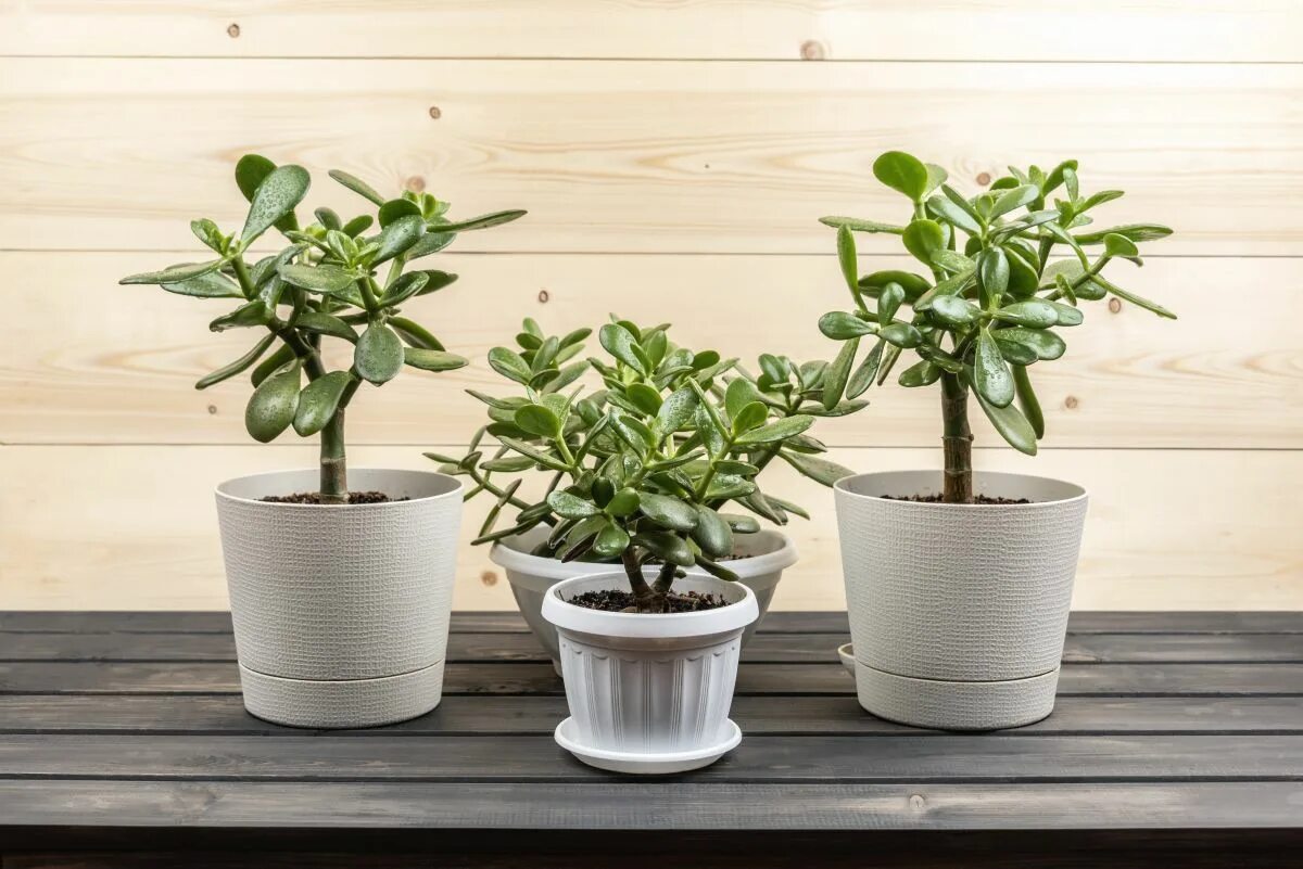 Крассула фото комнатный When and How to Repot Jade Plants