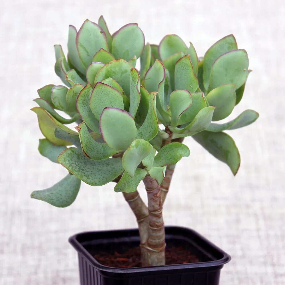 Крассула фото комнатный 5 суккулентов для новичка Succulent.market Дзен
