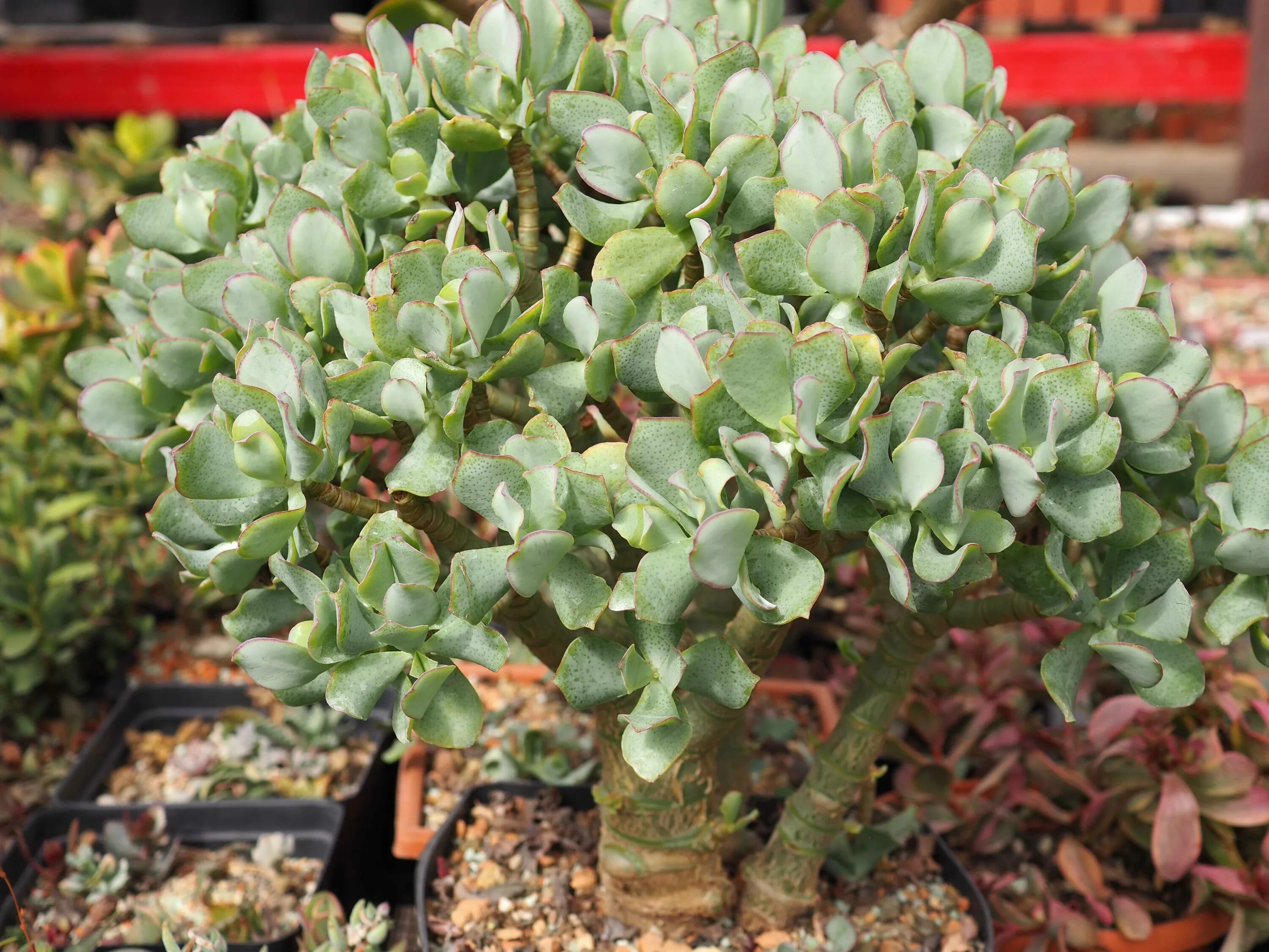 Крассула фото комнатный Крассула древовидная Синяя птица (Crassula arborescens cv. Blue Bird), 5-6 см