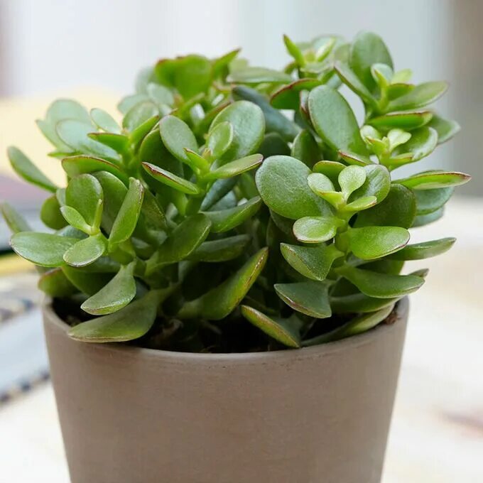 Крассула фото комнатный Крассула Овата mini Молодые нарциссы, зелёная рассада. Декоративноцветущие расте