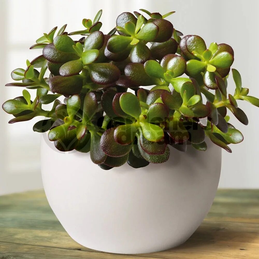 Крассула фото цветов Crassula Ovata - 1 Plant - House / Office Live Indoor Pot Money Penny Tree eBay