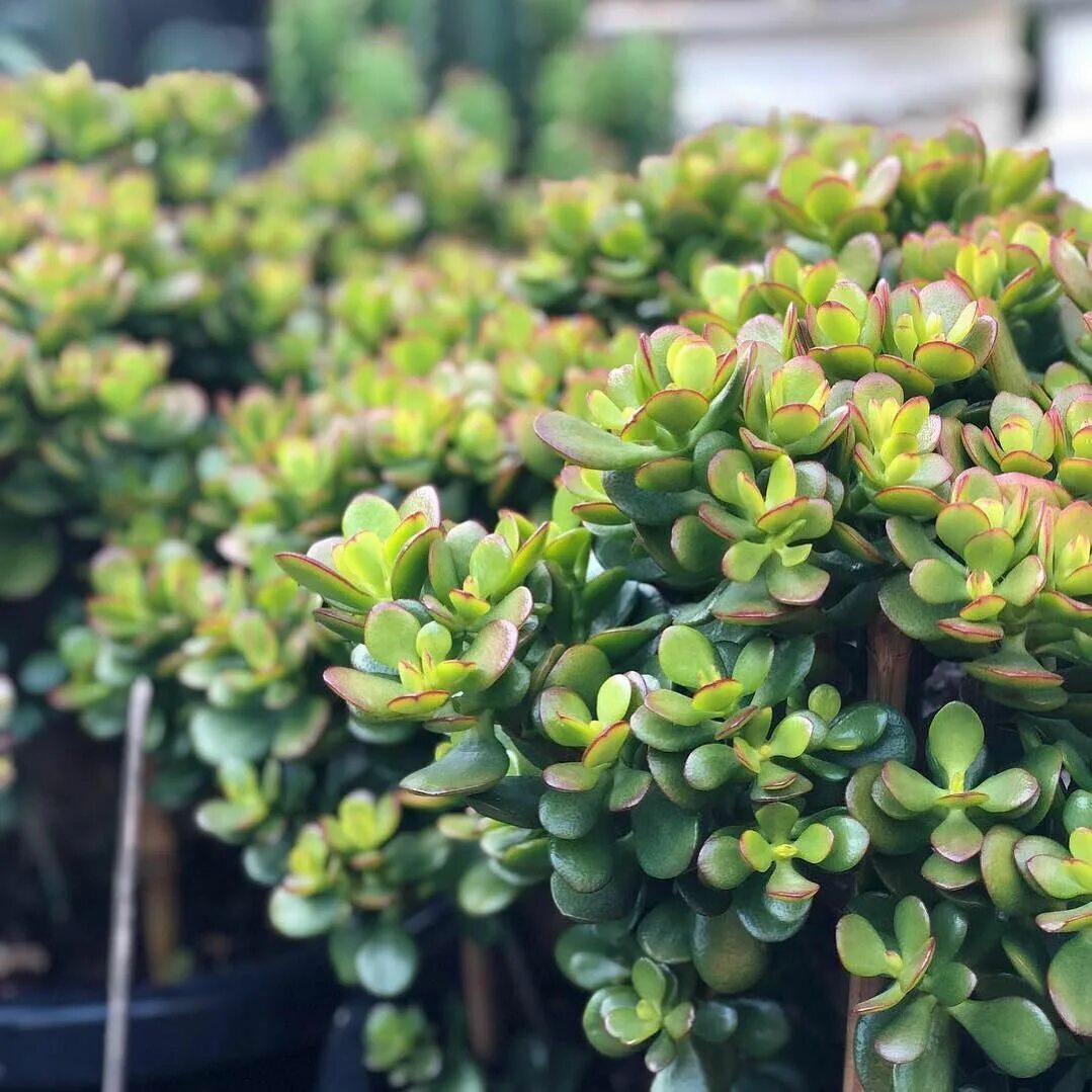 Крассула фото цветов Pin on Plants