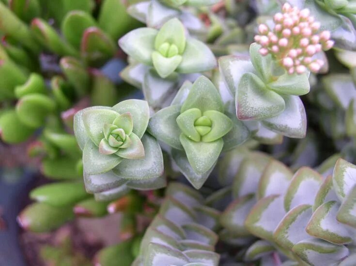Крассула фото цветов How to Successfully Grow Crassulas: A Field Guide to Planting, Care, and Design 