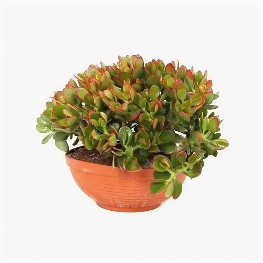 Крассула фото цветов Crassula Sunset Canarias In Scale (t129) Коллекция 7. Товары для дома