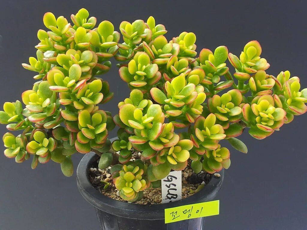 Крассула фото цветов 20150103_110226 Crassula ovata "KKOMAENGI" HOJAWON-KANG Flickr