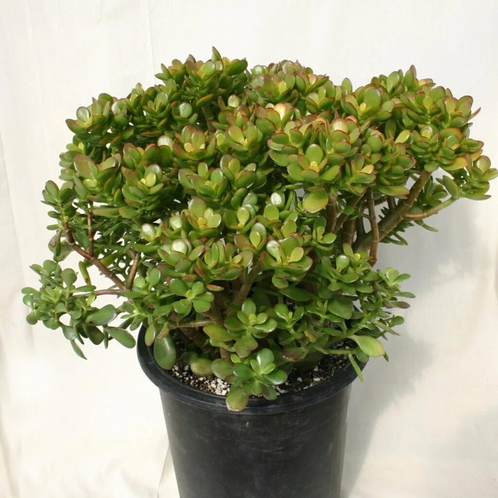 Крассула фото цветов Крассула Овата Минор (Crassula Ovata Minor) D27 H55 купить в Санкт-Петербурге