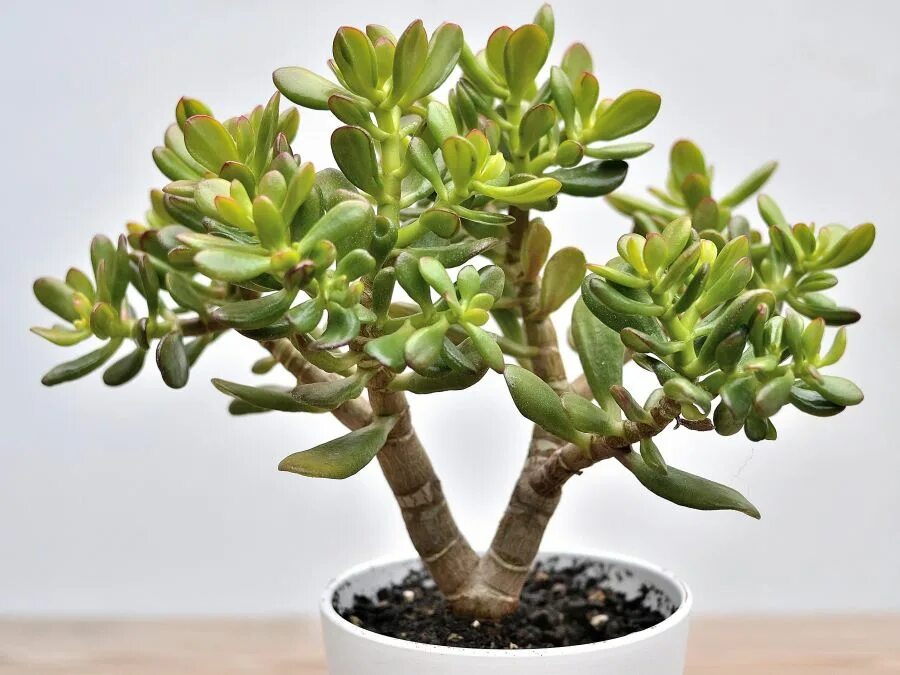 Крассула фото цветов Au Cactus Francophone : Crassula ovata Druce 1917