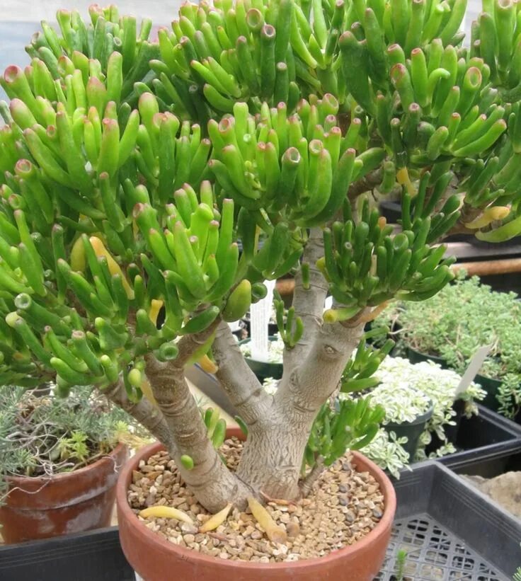 Крассула фото уход в домашних Crassula Ovata Plantas de jade, Suculentas, Mudas de plantas