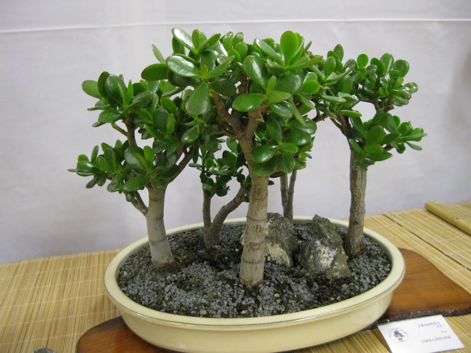 Крассула фото уход в домашних crassula - Piante bonsai, Piante, Piante di giada