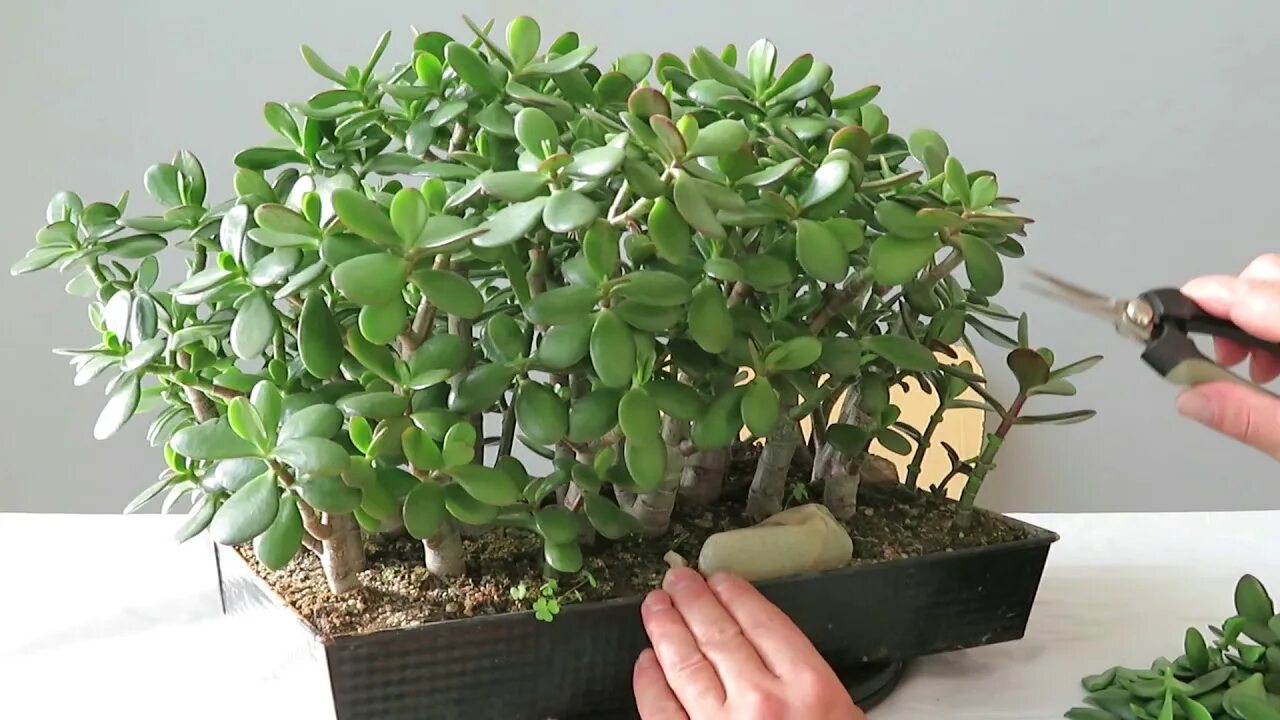 Крассула фото уход в домашних Crassula ovata padure proiect bonsai - YouTube