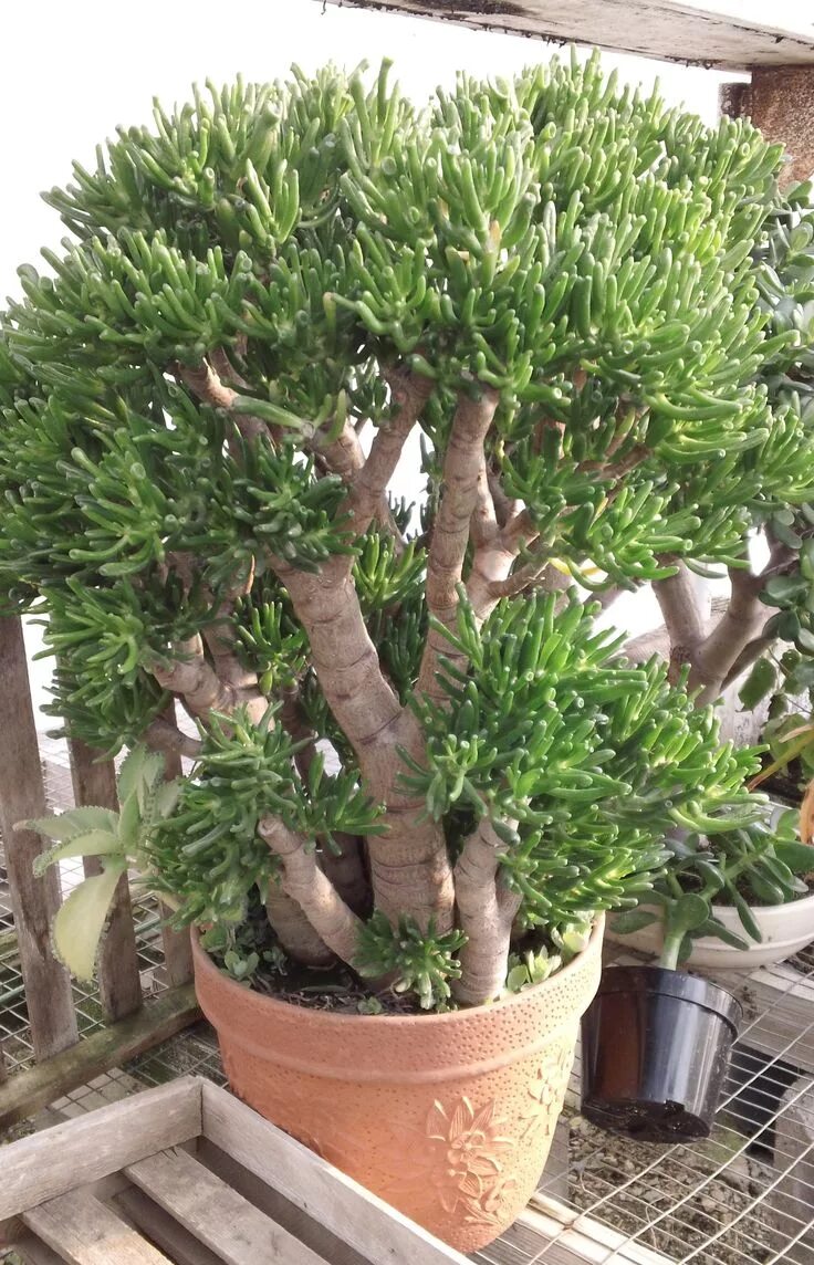 Крассула хоббит уход в домашних условиях фото jade plant hobbit Piante bonsai, Piante resistenti alla siccità, Piante grasse
