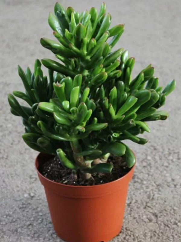 Крассула хоббит уход в домашних условиях фото Crassula ovata 'Hobbit' (Hobbit Jade) - World of Succulents Echeveria imbricata,