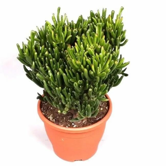 Крассула хоббит уход в домашних условиях фото Crassula Horntree Groen, Gemakkelijk