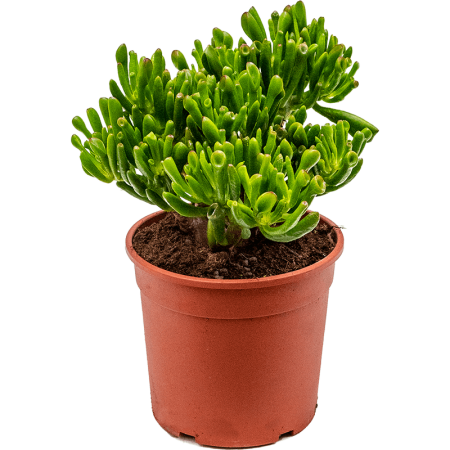 Крассула хоббит уход в домашних условиях фото Толстянка Хоббит Crassula Hobbit 30/17 - комнатное растение купить в интернет-ма
