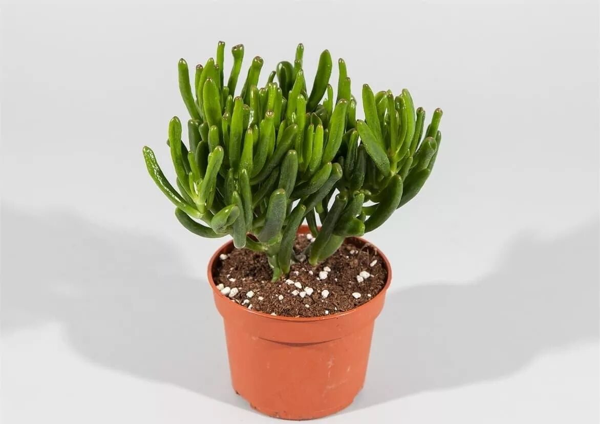 Крассула хоббит уход в домашних условиях фото Крассула овата Хоббит (Crassula ovata Hobbit) D12 H17 купить в Санкт-Петербурге