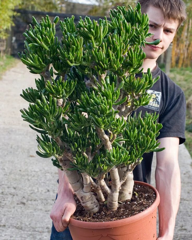 Крассула хоббит уход в домашних условиях фото Crassula 'Horntree' Hobbit Jade Jade plants, Plants, Planting succulents