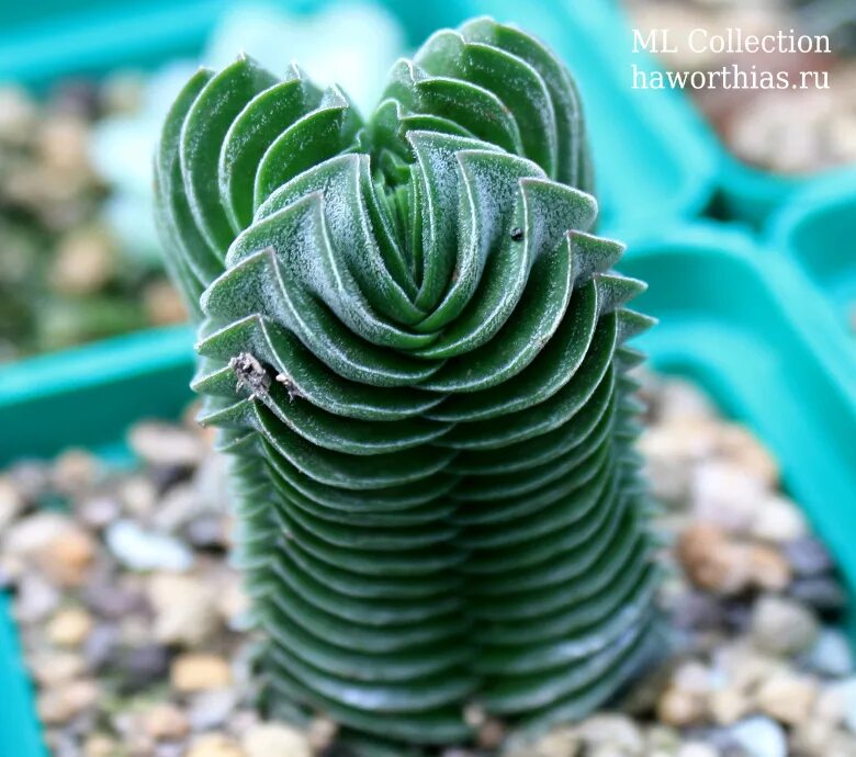 Крассула храм будды фото Крассула "Храм Будды" ( Crassula "Buddha's Temple") - купить в магазине частной 