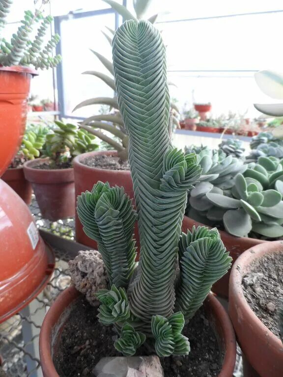 Крассула храм будды фото C. 'Buddha's Temple'.JPG Suculent plants, Indoor garden, Garden
