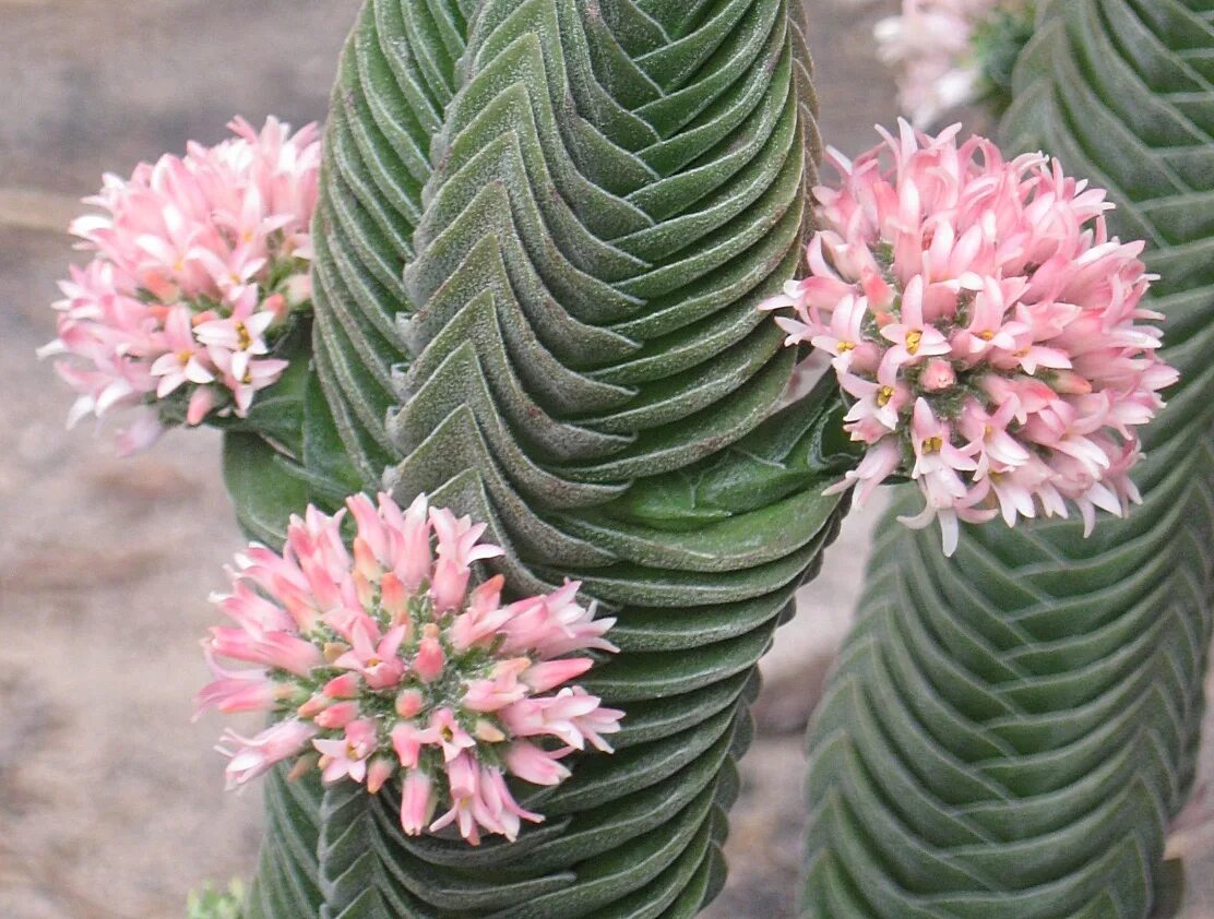 Крассула храм будды фото Crassula buddha's temple - hellyhansenstore.de