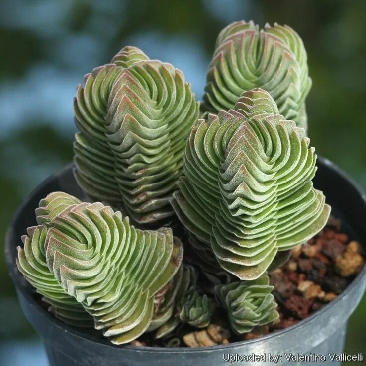 Крассула храм будды фото Crassula cv. Buddha's Temple in 2020 Succulent landscaping, Succulents, Succulen