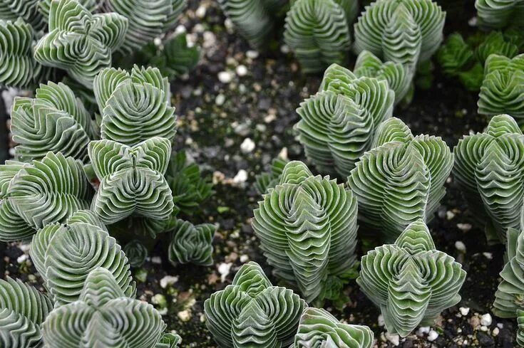 Крассула храм будды фото Crassula 'Buddha's Temple' Sukkulenten, Buddha, Stadtwohnungen
